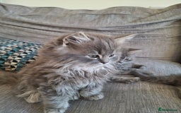 British Longhair cats for sale: 5 x beautiful BLH kittens for sale - Advert 9