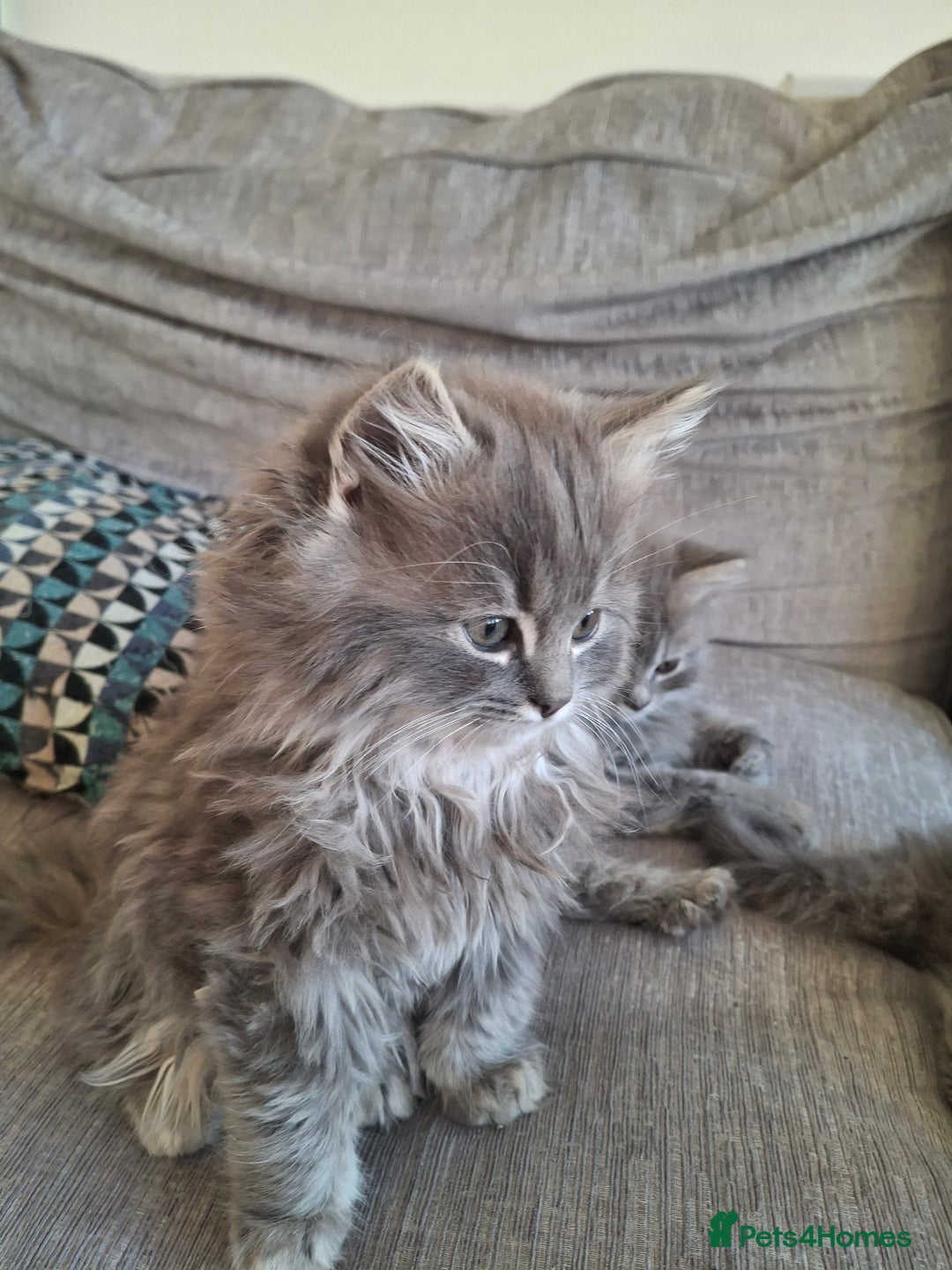 British Longhair cats for sale: 5 x beautiful BLH kittens for sale - Advert 9