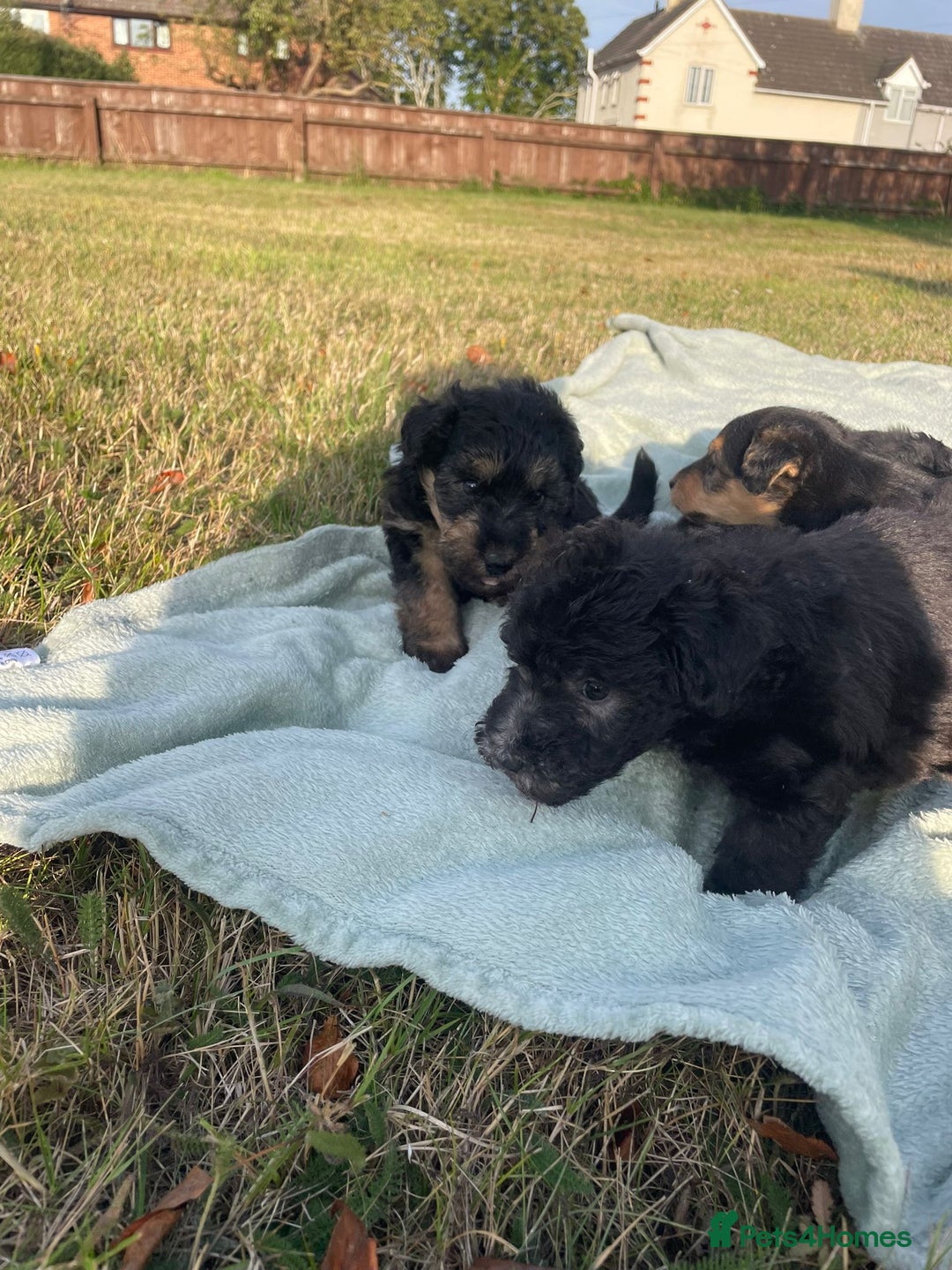 Mixed Breed dogs for sale: Foxypoo puppies for sale  - Image 8