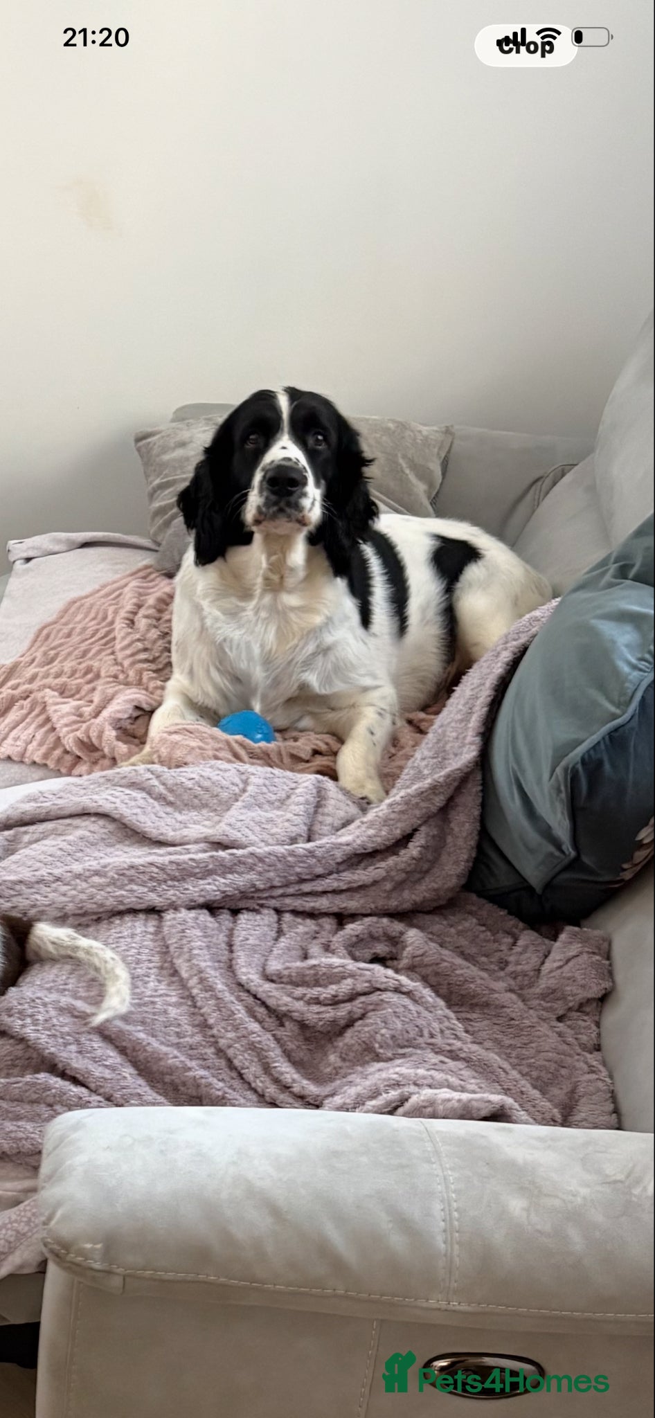 English Springer Spaniel dogs 4 weeks old🐶❤️AdorableSpringerSpanielPuppie 🐶❤️  - Advert 2
