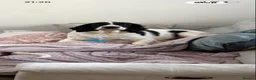 English Springer Spaniel dogs for sale: 4 weeks old🐶❤️AdorableSpringerSpanielPuppie 🐶❤️  - Advert 7