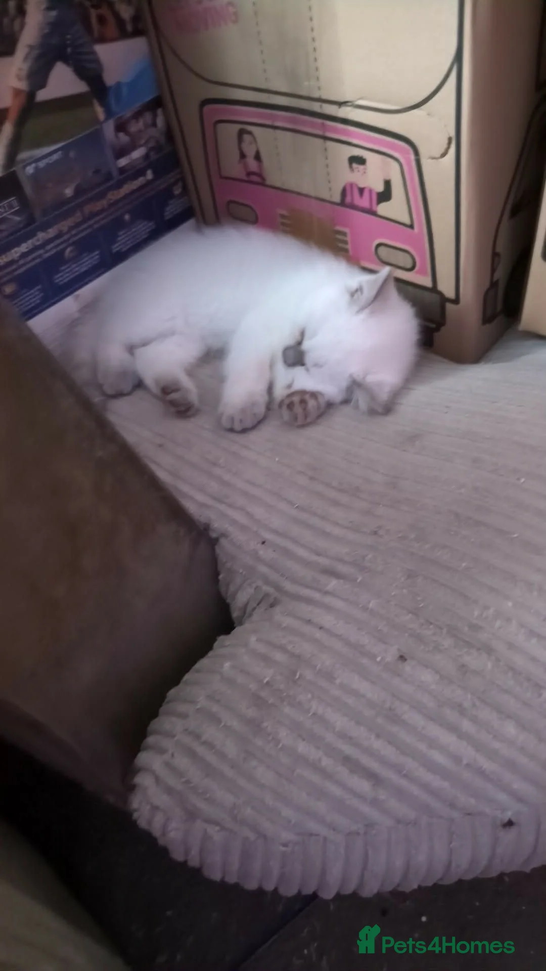 British Shorthair cats for sale: British Shorthair ready now!  - Advert 24