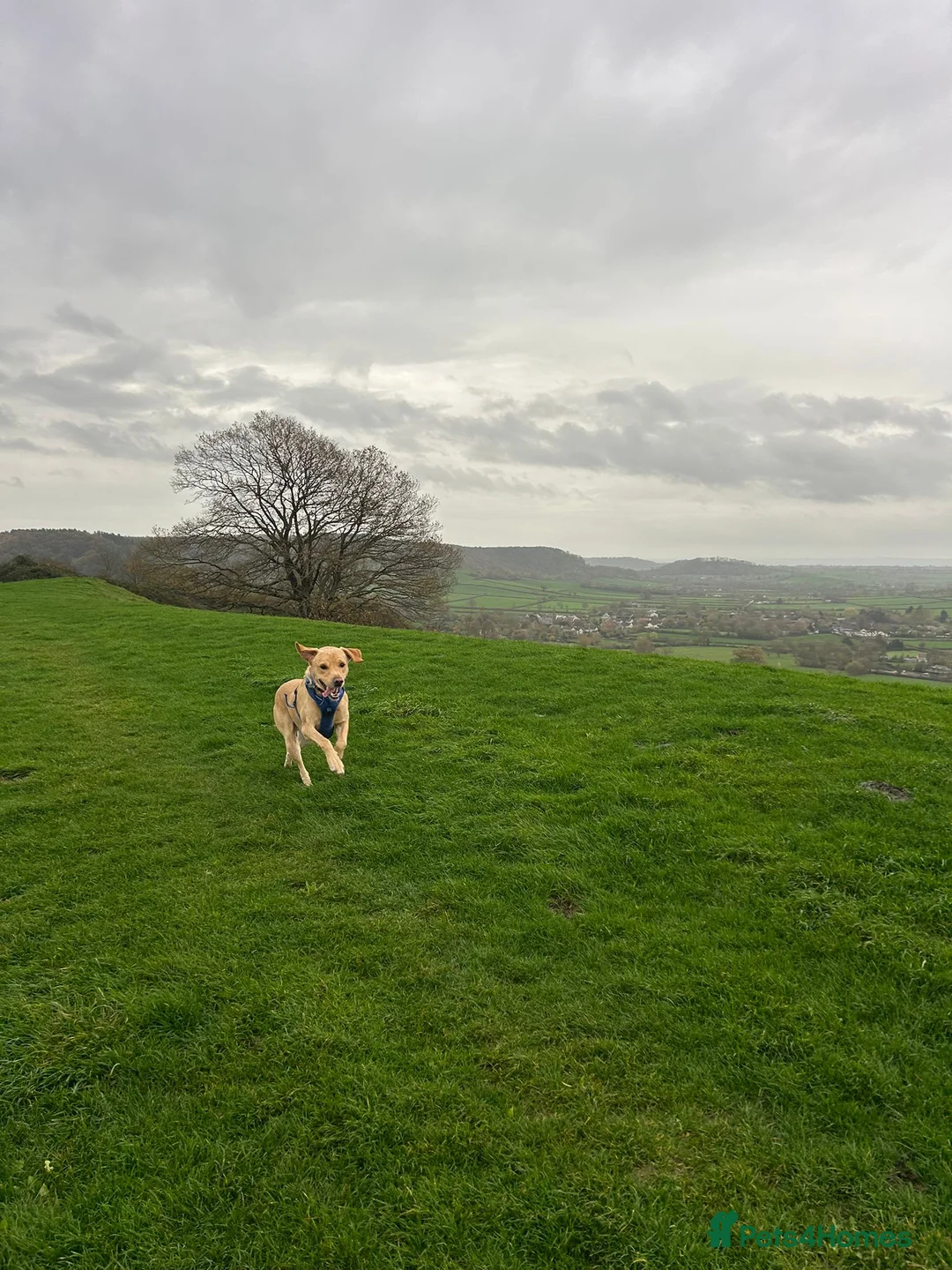 Labrador Retriever dogs for stud: Gorgeous KC Purebred Yellow Labrador For Stud - Advert 18