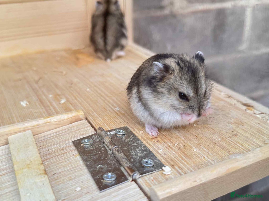 Hamster rodents for sale: Dwarf Hamster - Image 6
