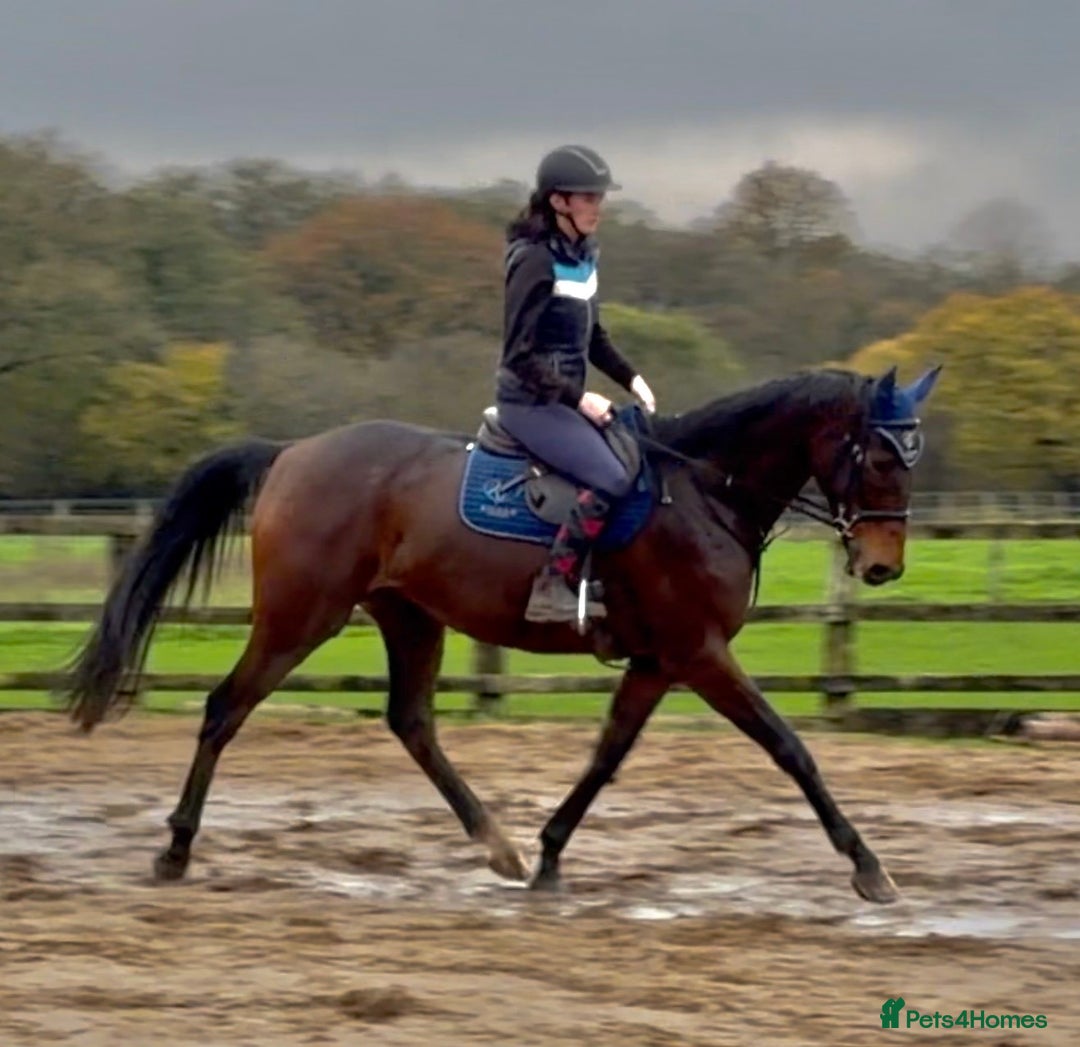 Irish Thoroughbred horses for sale: Athletic And Capable Allrounder  - Advert 9