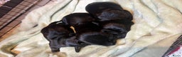 Dachshund dogs for sale: Mini black and brindle dachshunds - Advert 4