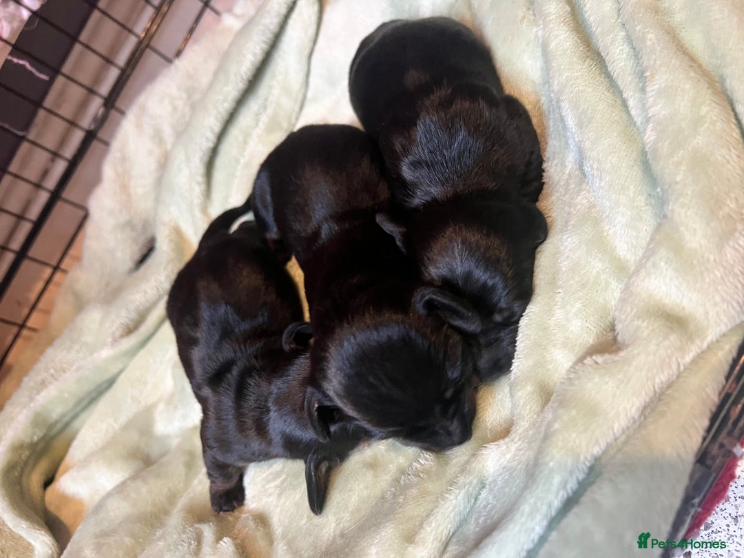 Dachshund dogs for sale: Mini black and brindle dachshunds - Advert 4