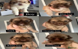Shih Tzu dogs for sale: Extra special Shih tzu puppies - Image 1