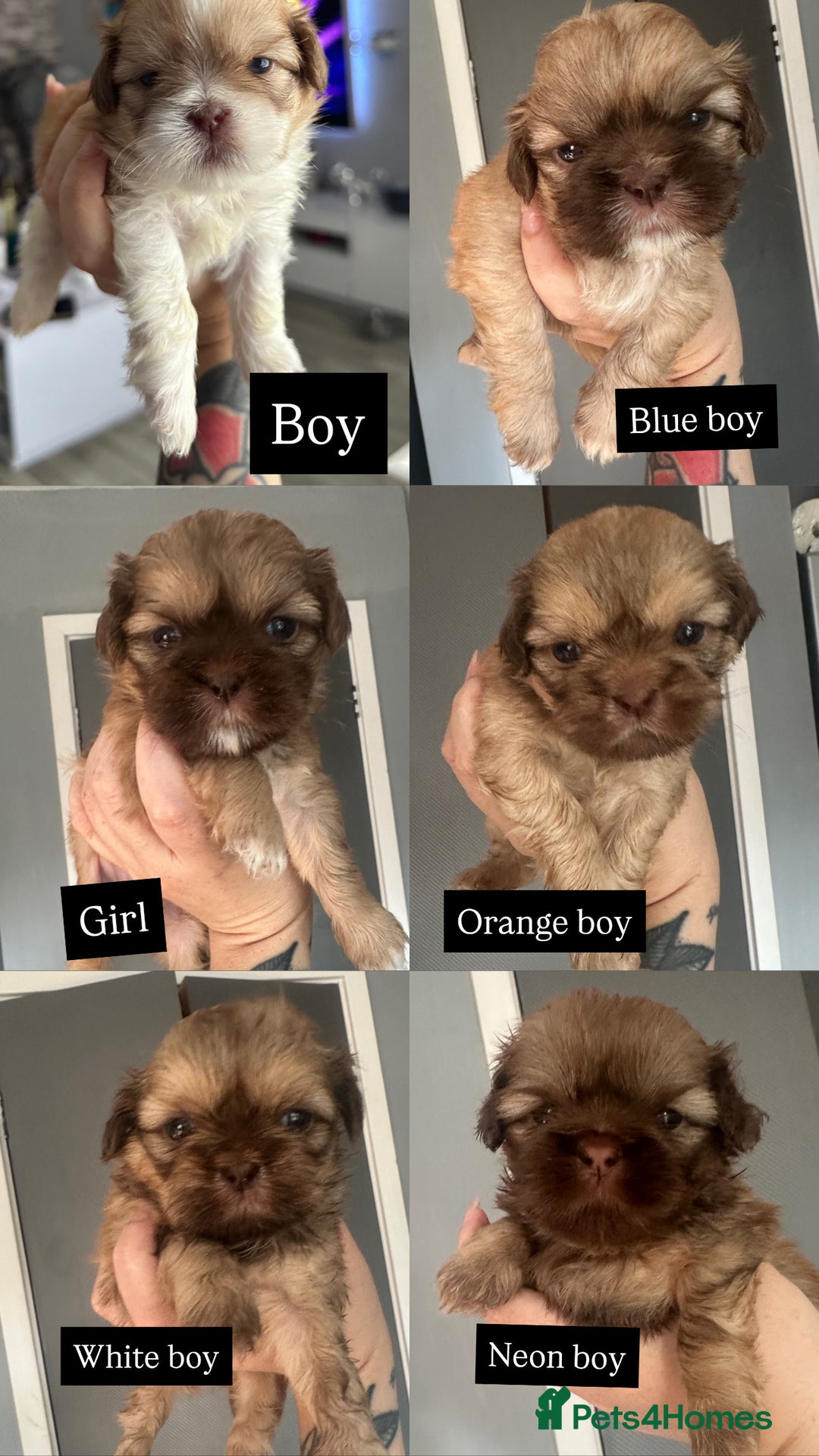 Shih Tzu dogs for sale: Extra special Shih tzu puppies - Image 1
