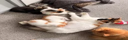 Mixed Breed cats for sale: 5 gorgeous playful little ones  - Advert 10