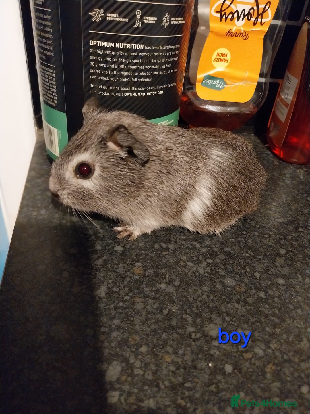 Guinea Pig rodents for sale: Multiple Guinea Pigs for sale - Advert 1