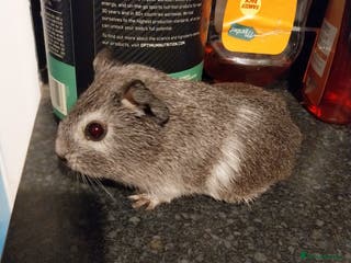 Guinea Pig rodents Multiple Guinea Pigs for sale - Advert 13