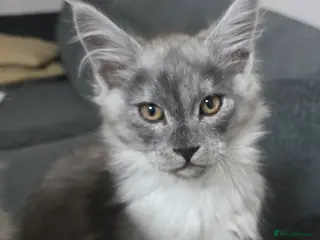 Maine Coon cats Tica reg kittens- neutered. 3 left Ready soon - Advert 5