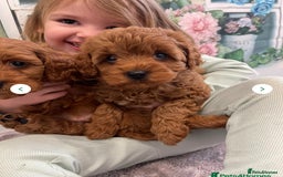 Cavapoo dogs for sale: 7 perfect f1b cavapoo’s. Fully dna & health clear. - Image 1
