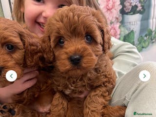 Cavapoo dogs New waitlist open. F1b Fully dna & health clear. - Advert 16