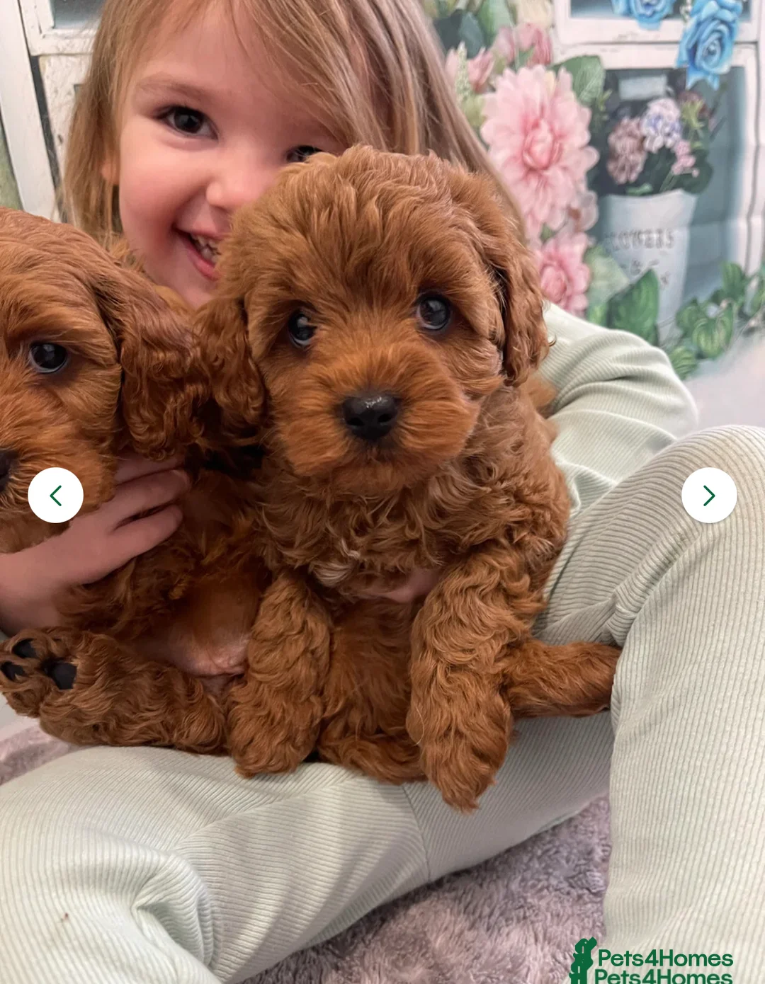 Cavapoo dogs for sale: New waitlist open. F1 Fully dna & health clear. - Advert 1