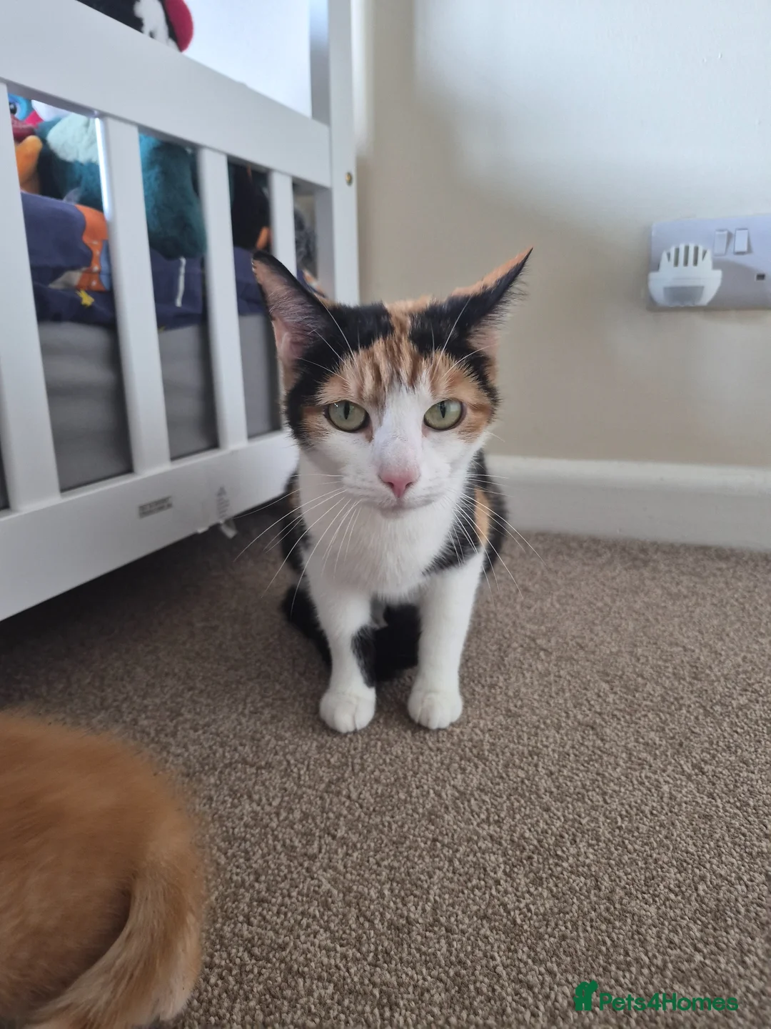 Mixed Breed cats for sale: 2 black kittens  - Advert 1