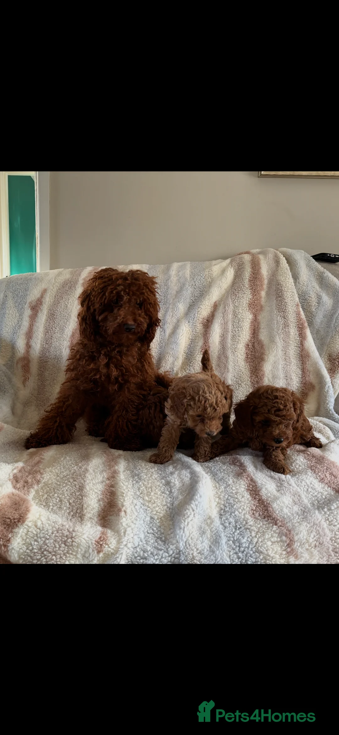 Toy Poodle dogs for sale: Kc registered Toy poodles - Advert 6