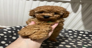 Toy Poodle dogs Gorgeous Fox Red Toy Poodle Females😍 Only 1 LEFT - Advert 6