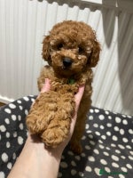 Toy Poodle dogs Gorgeous Fox Red Toy Poodle Females😍 Only 1 LEFT - Advert 6