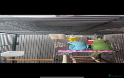 Ringnecks birds for sale: 2 Indian Ringneck Parrots - Image 1