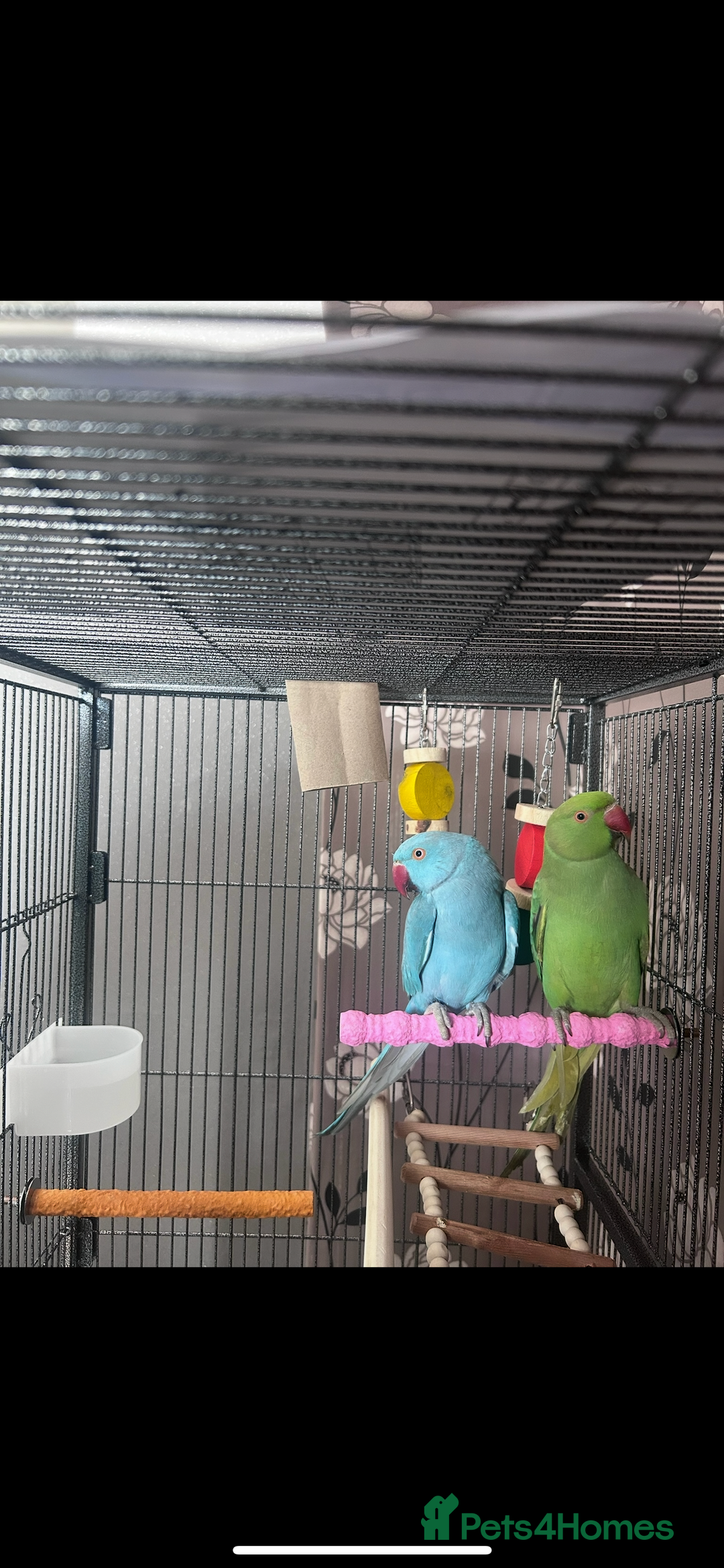 Ringnecks birds for sale: 2 Indian Ringneck Parrots - Image 1