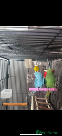 Ringnecks birds - Advert 2