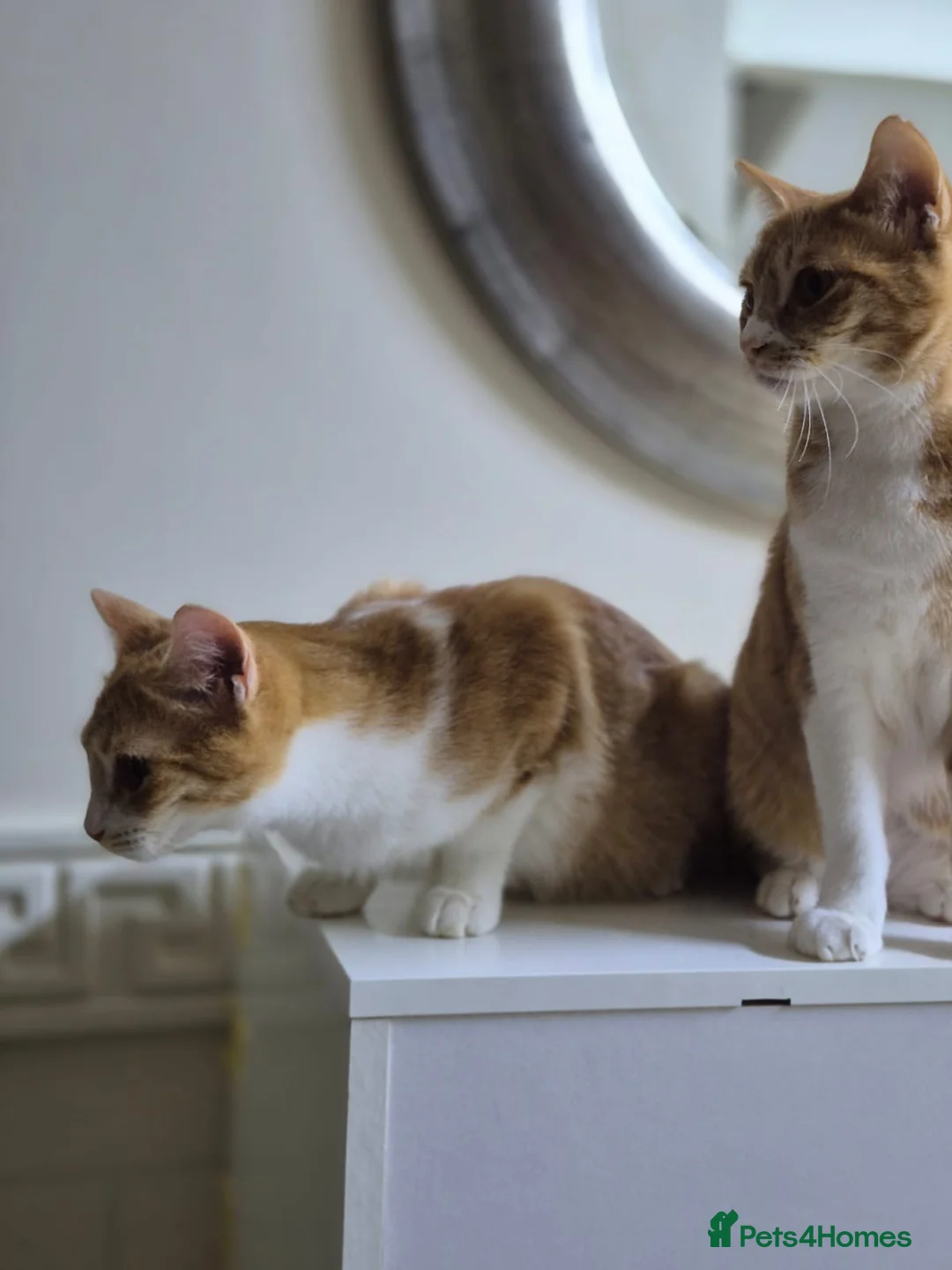 Domestic Shorthair cats for adoption: Marigold & Sunflower - Advert 6