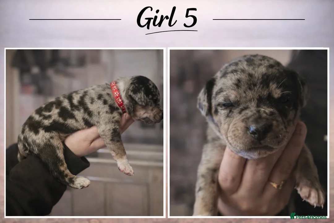 Mixed Breed dogs for sale: Staffy x Bullmastiff x Border Collie Puppies - Advert 15