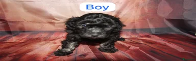 Toy Poodle 1