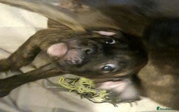 Mixed Breed dogs for sale: Frenchie x Staffy ( Puppies )  - Image 3