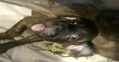 Mixed Breed dogs - Advert 6