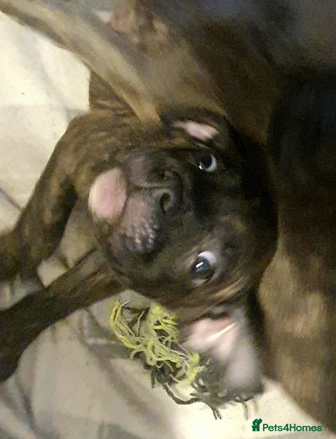 Mixed Breed dogs for sale: Frenchie x Staffy ( Puppies )  - Image 3