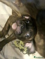 Mixed Breed dogs - Advert 9