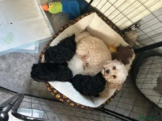 Mixed Breed dogs Pomapoo - Advert 2