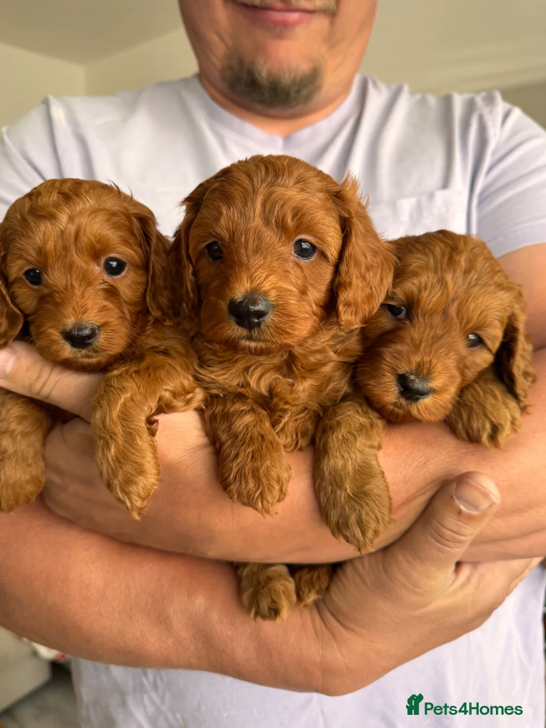 Cavapoo dogs for sale: TEDDY BEAR Cavapoo puppies - stunning litter  - Advert 1
