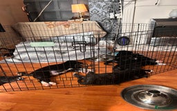 Mixed Breed dogs for sale: One puppy left, Cane Corso X Japanese Akita - Image 13