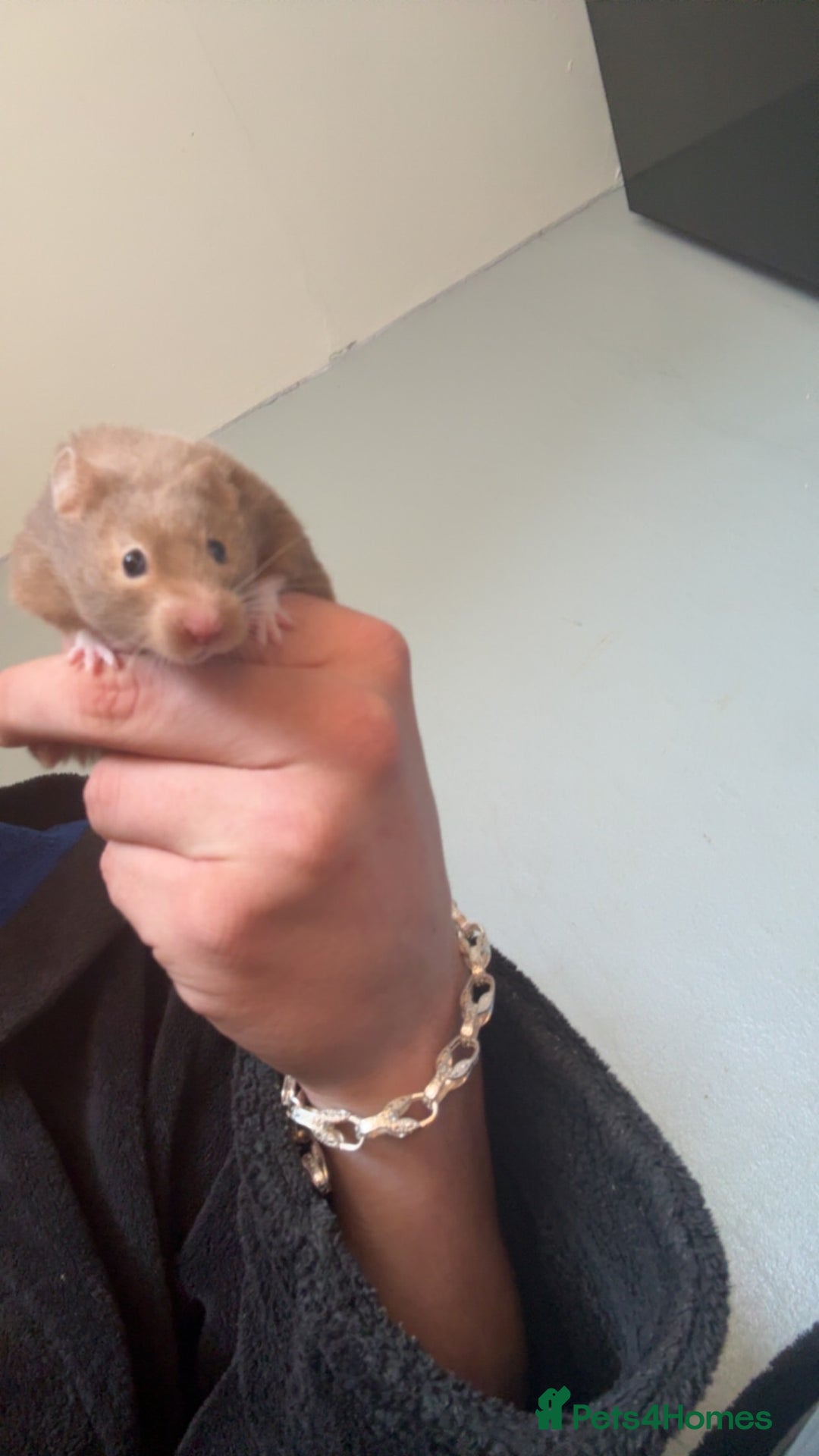 Hamster rodents for sale: Syrain hamster  - Image 1