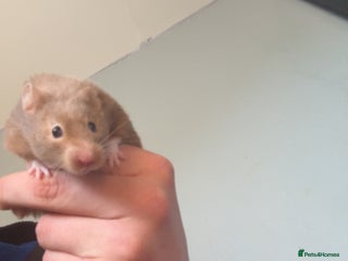 Hamster rodents - Advert 20