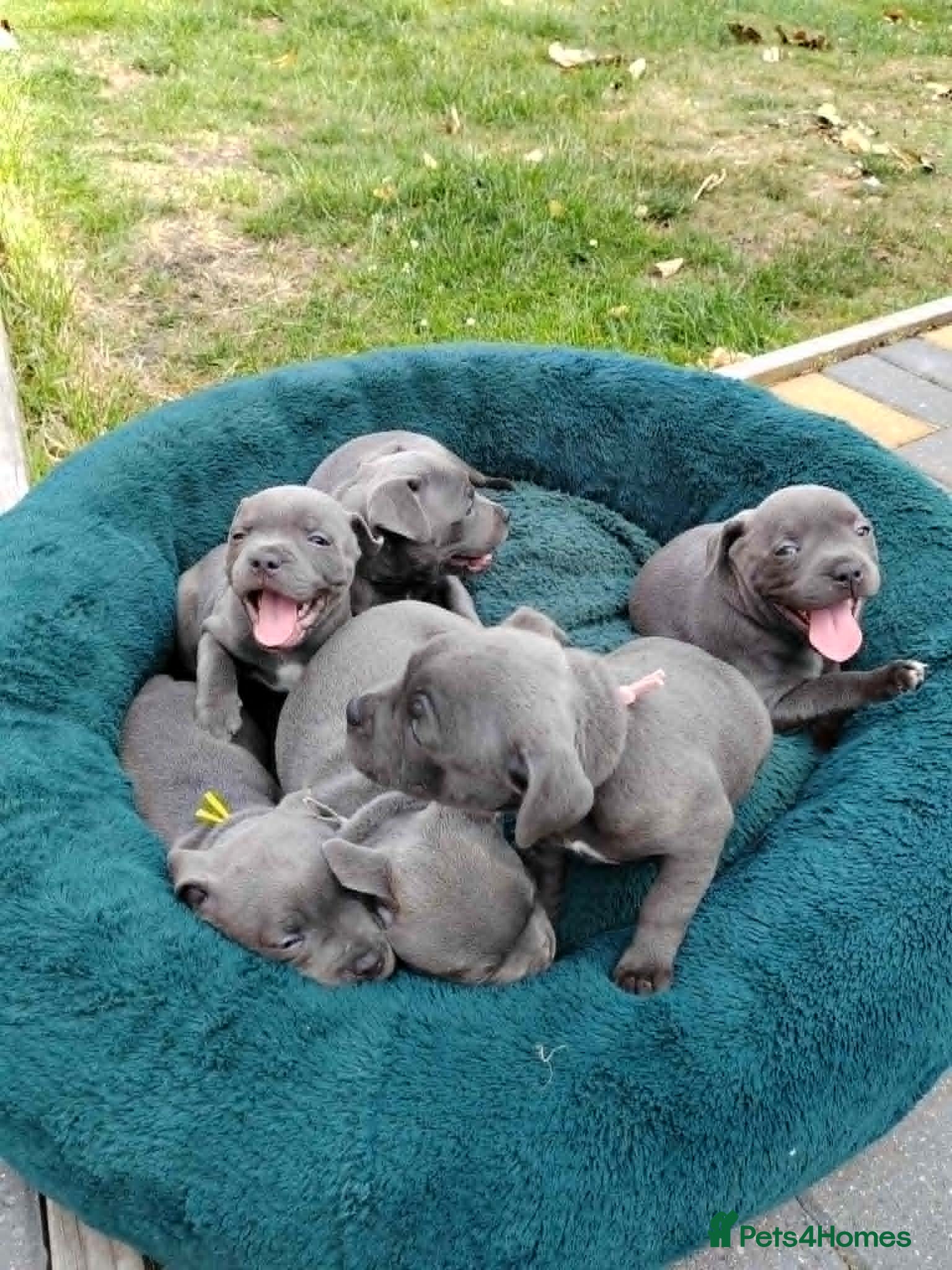 Staffordshire Bull Terrier dogs Champs Bloodline Blue Staffordshire Bull Terrier - Advert 1