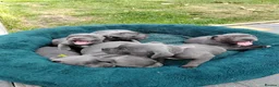 Staffordshire Bull Terrier dogs for sale: Champs Bloodline Blue Staffordshire Bull Terrier - Advert 1