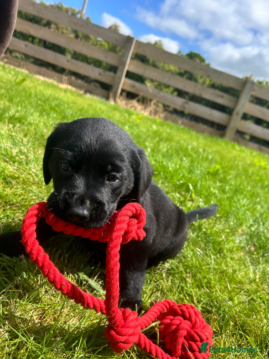 Labrador Retriever dogs for sale: Beautiful Black Labrador Puppies - Image 2