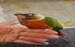 Conures birds for sale: Beautiful fully hand reared conure baby's  - Advert 9