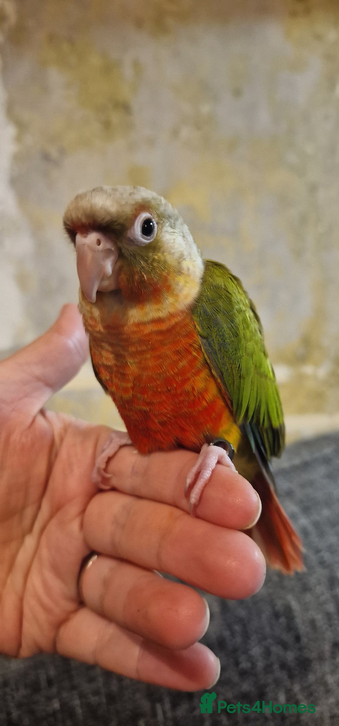 Conures birds for sale: Beautiful fully hand reared conure baby's  - Advert 9