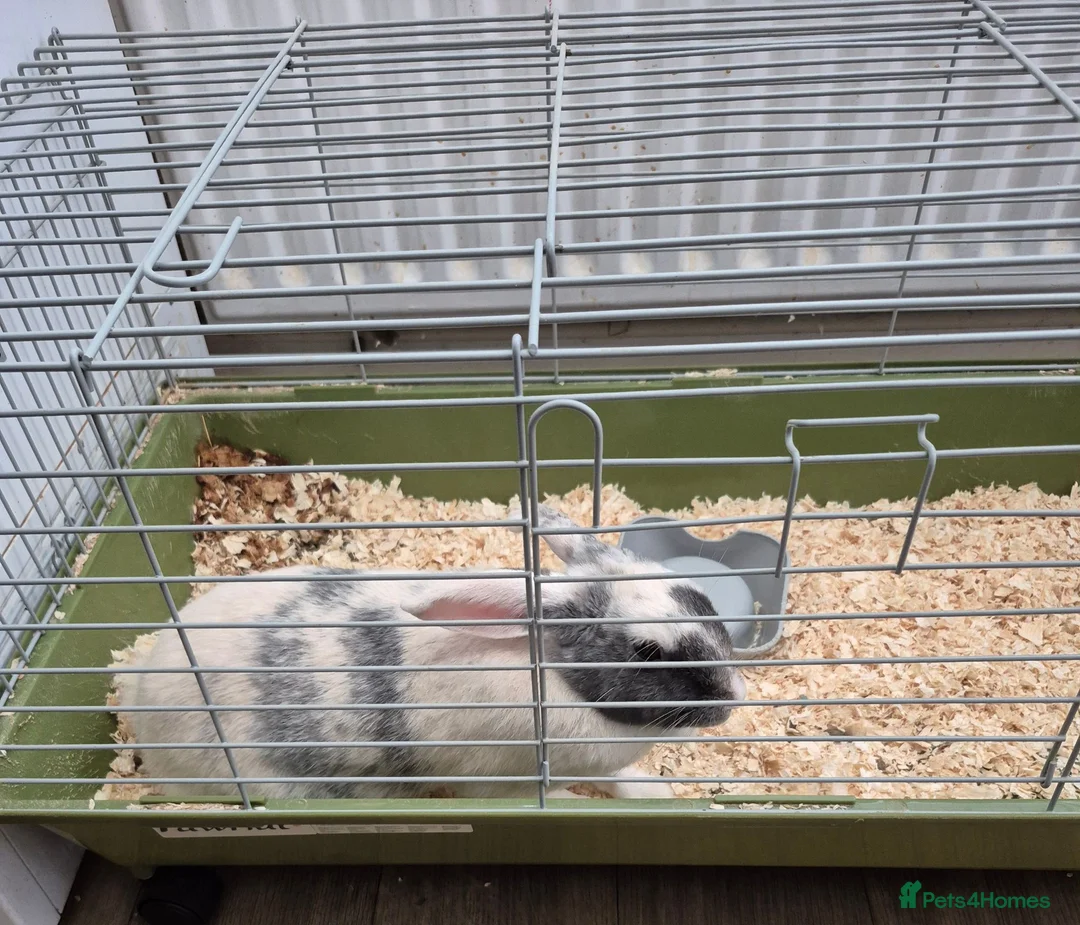 Mixed Breed rabbits for sale: 2 female rabbits - Advert 4