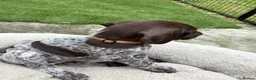 German Shorthaired Pointer dogs for sale: German shorthaired pointer ready to go  - Advert 20