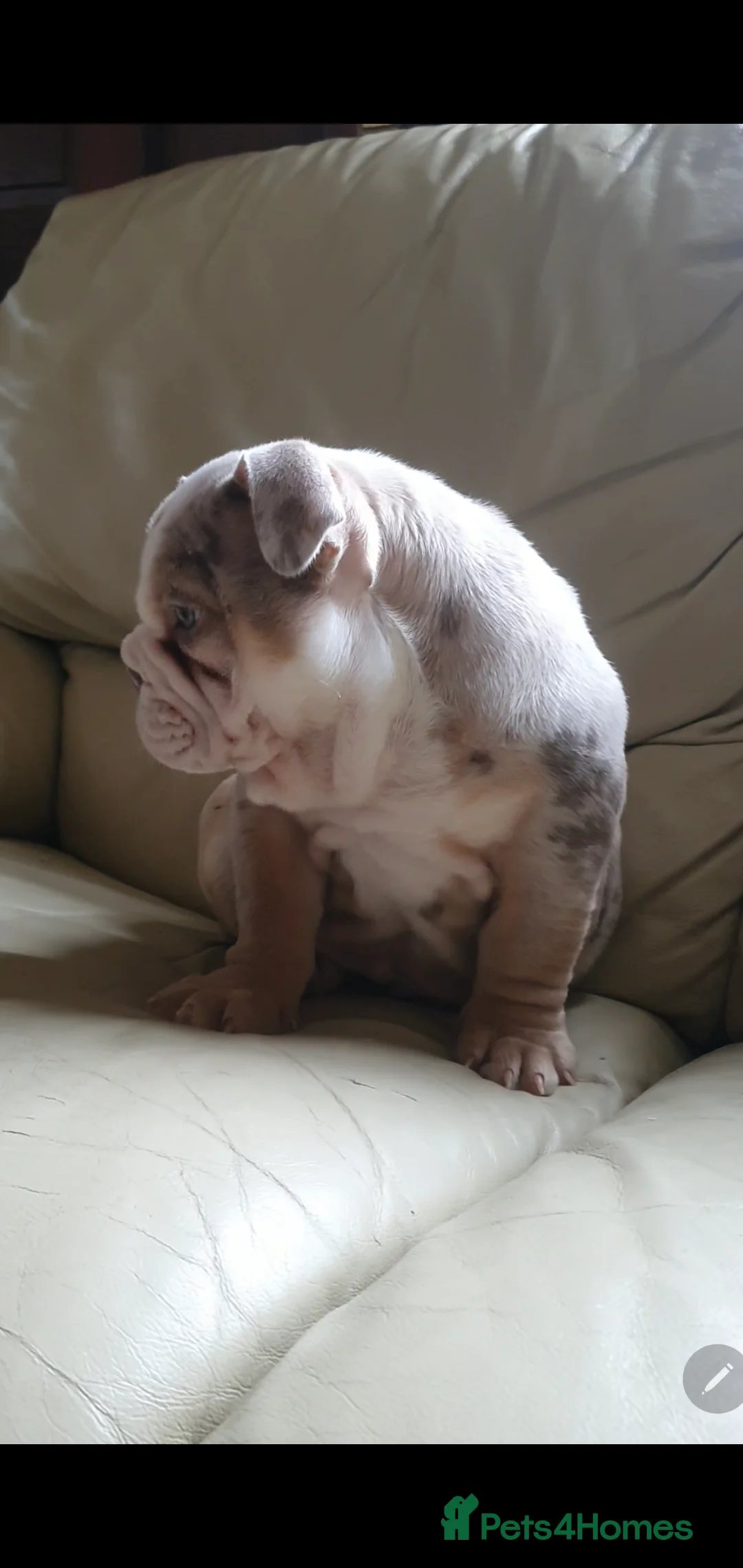 English Bulldog dogs for sale: Lovely lilac and tan Merle girl - Advert 3