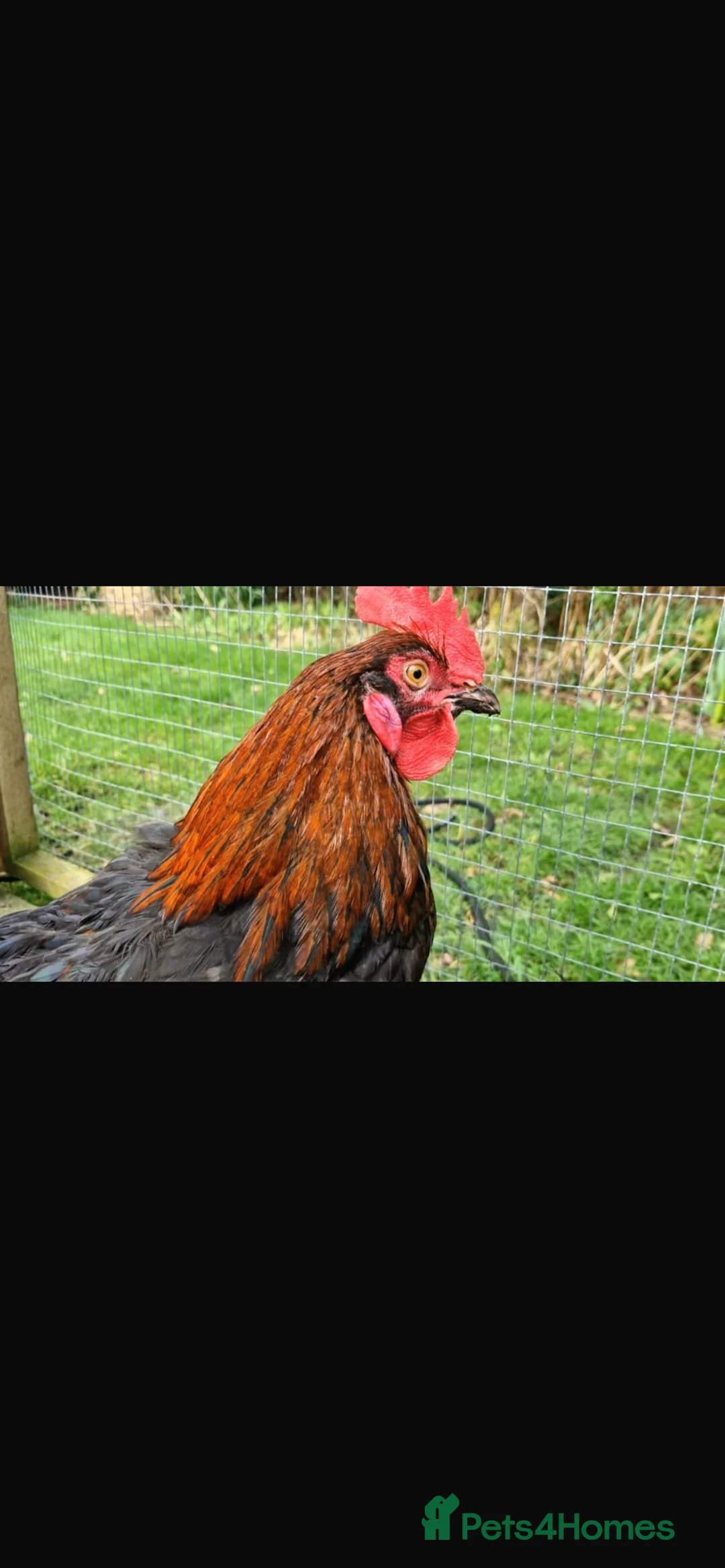 Chickens poultry for sale: Young tame Black Copper Maran cock - Advert 2