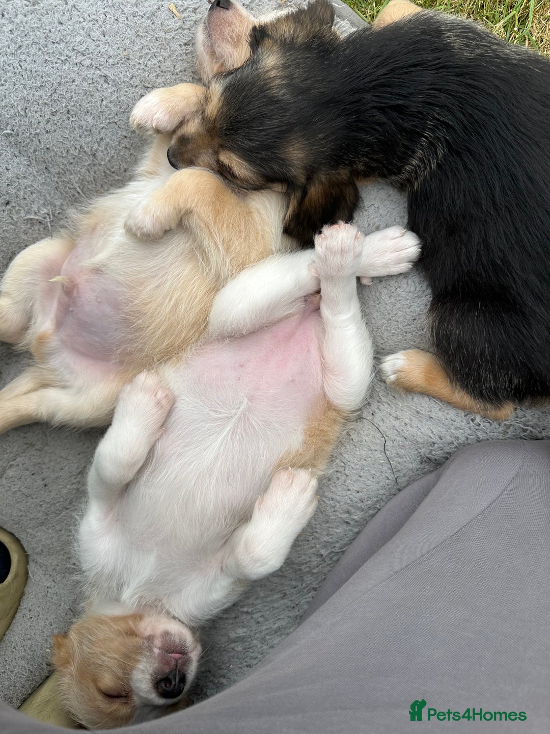 Mixed Breed dogs for sale: Beautiful Beagle X Cavapoo Puppies 🐾  - Image 12