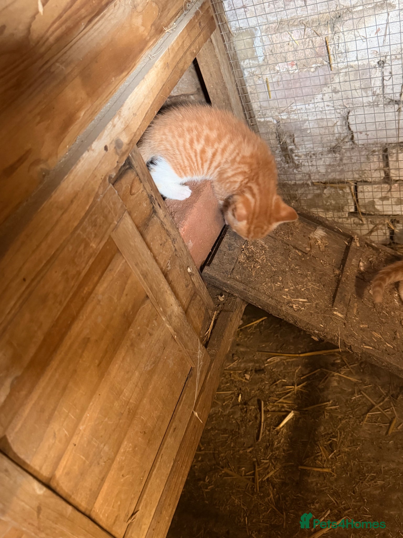 Mixed Breed cats for sale: Ginger kittens (part Bengal) - Advert 3